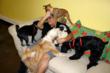 San Francisco Dog Daycare Center Grateful Dog is Turning 2, or 14 in...